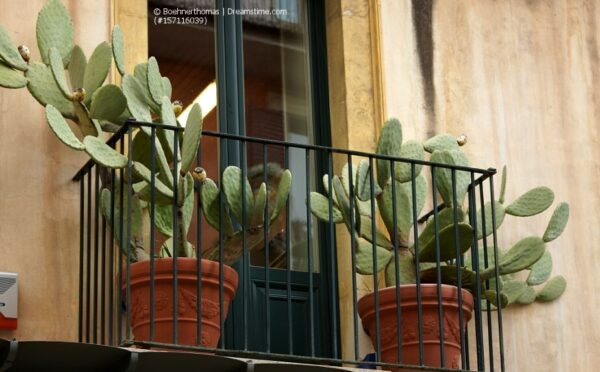 Kakteen auf dem Balkon – ist das überhaupt möglich?