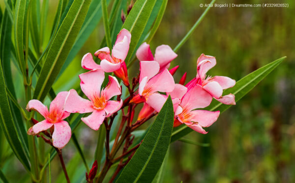 Krankheiten am Oleander erkennen, behandeln, vermeiden