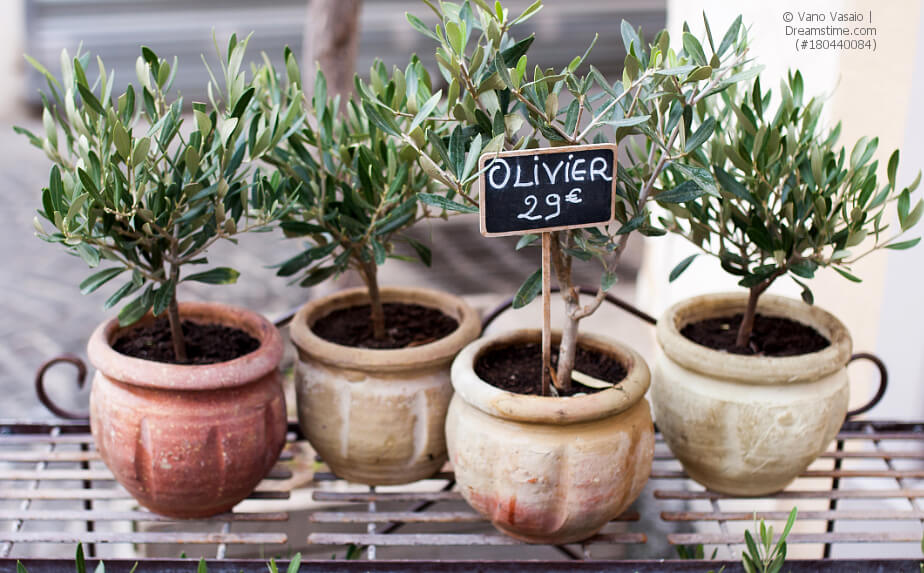 Olivenbäumchen im Terracottakübel