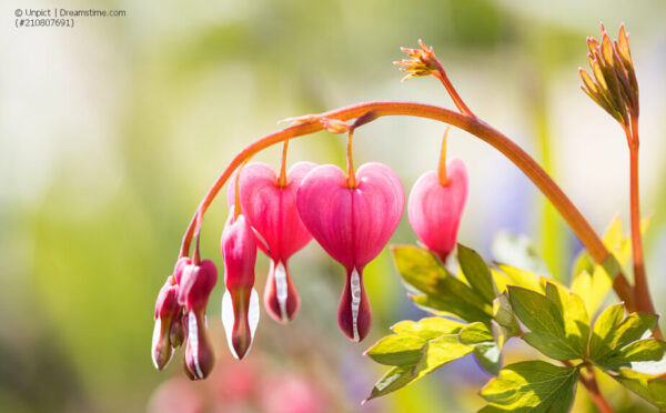 Tränendes Herz – exotische anmutende Blüten in Herzform
