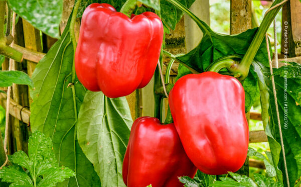 Paprika – Anbau ist auch auf dem Balkon möglich