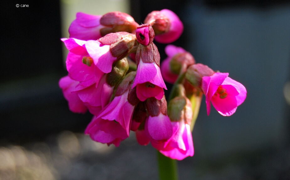 rosa blühende Bergenie