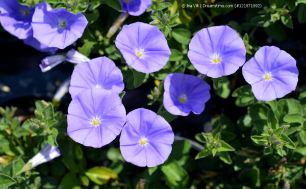 Blaue Mauritius überwintern: So blüht sie im nächsten Frühjahr wieder