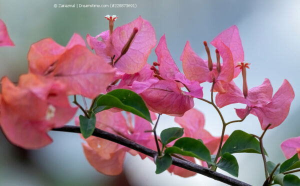 Durch die kalte Jahreszeit: Bougainvillea überwintern