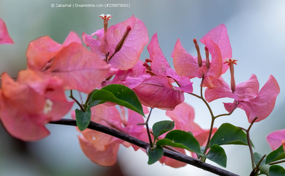 Bougainvillea überwintern
