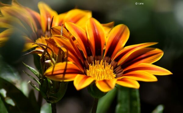 Gazanien – Sonnenanbeter mit tollen Blüten
