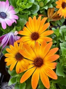 Kapmargerite (Osteospermum)