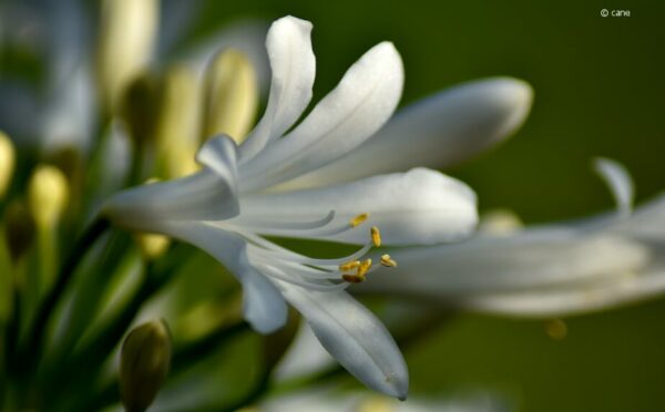 Schmucklilien verzaubern mit traumhaften Blüten