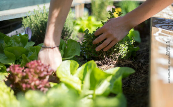 Urban Gardening – eine echte Alternative?