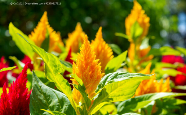 Federbusch – zauberhafte Blütenschöpfe in verschiedenen Farben
