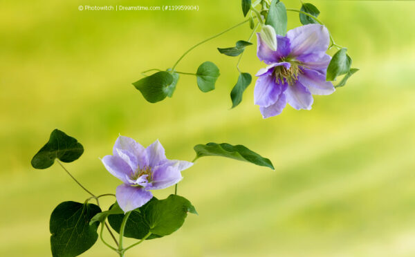 Krankheiten an der Clematis: Die Kletterpflanze retten