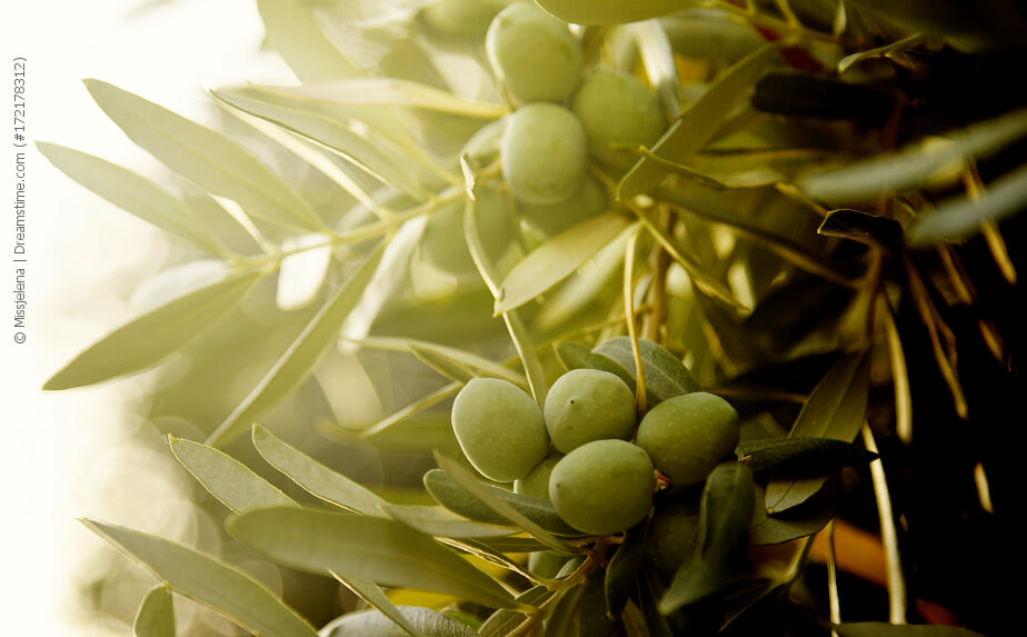 Olivenbaum überwintern