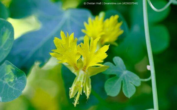 Kanarische Kresse – einjährige Kletterpflanze mit exotischen Blüten