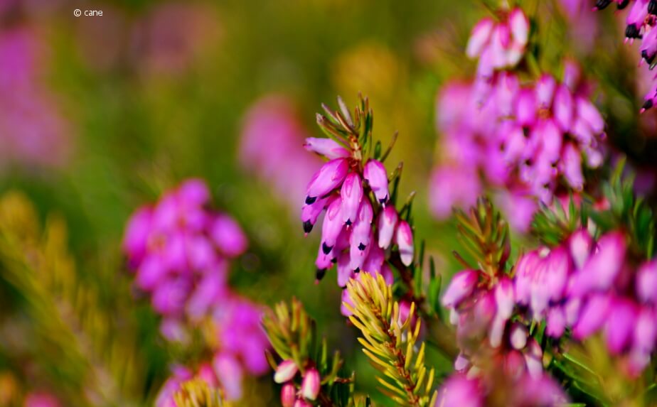 Blühende Schneeheide mit rosa Blüten