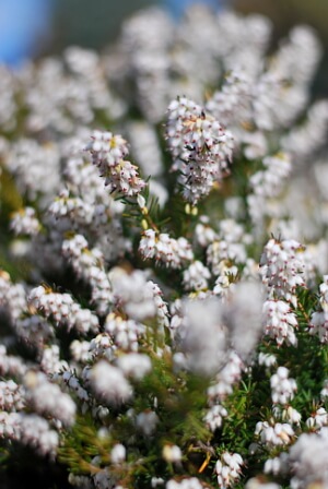 Blühende Schneeheide mit weißen Blüten