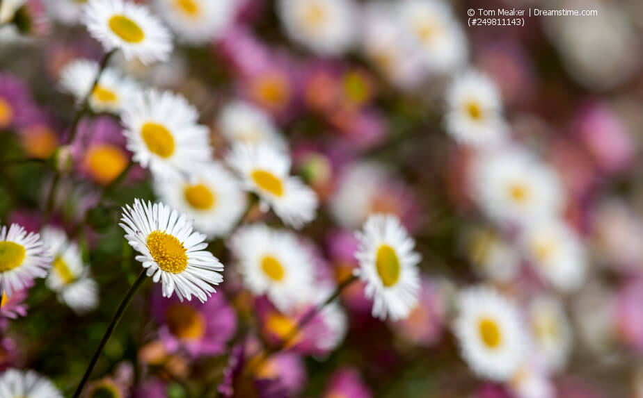 Blühendes Spanisches Gänseblümchen