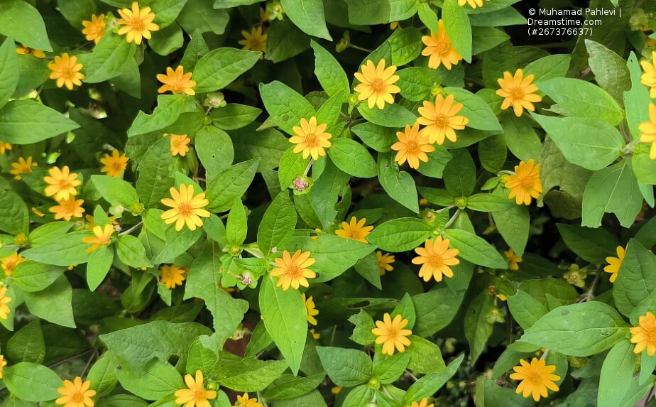 Blühende Sterntalerblume