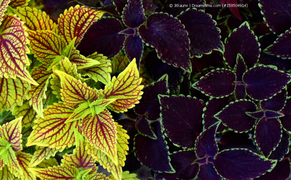 Buntnessel – farbenkräftige Blatschmuckpflanze