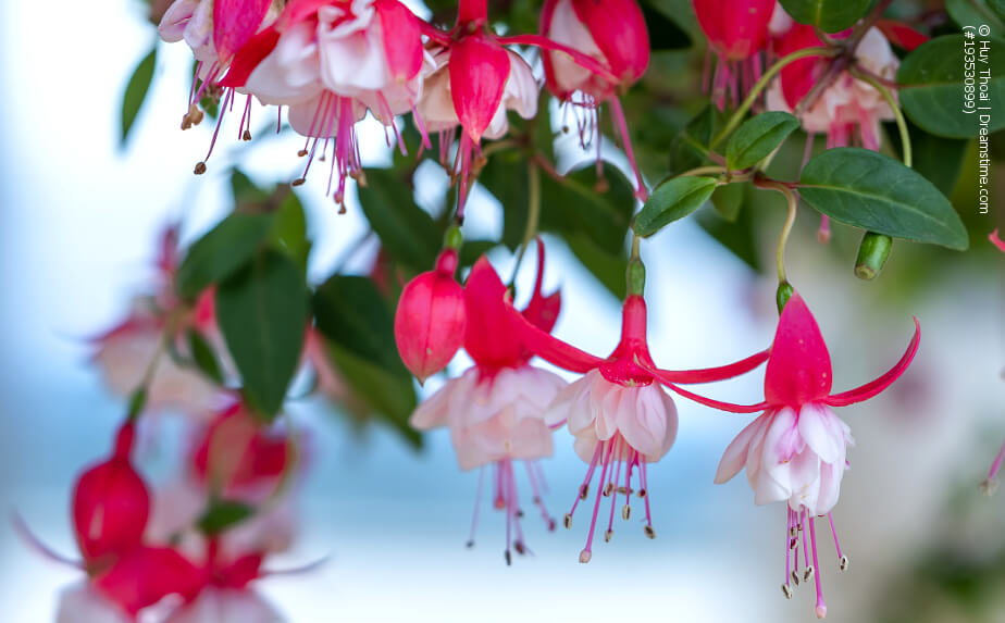 Blühende Fuchsien - Krankheiten an Fuchsien