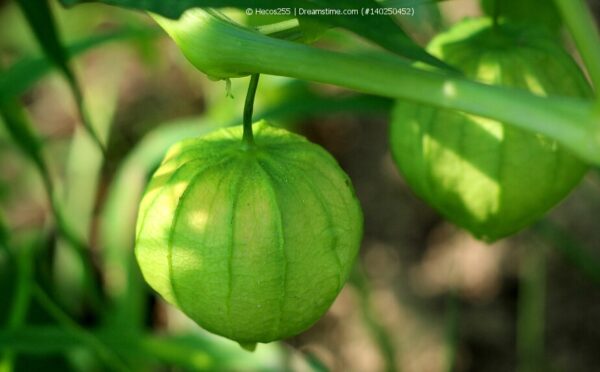 Tomatillo auf dem Balkon anpflanzen