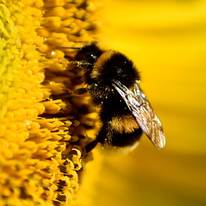 Hummel auf einer Sonnenblume - Insektensterben