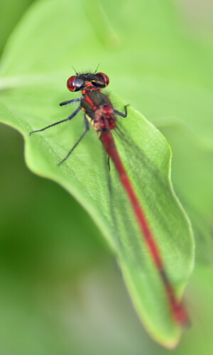 Libelle auf einem Blatt - Insektensterben