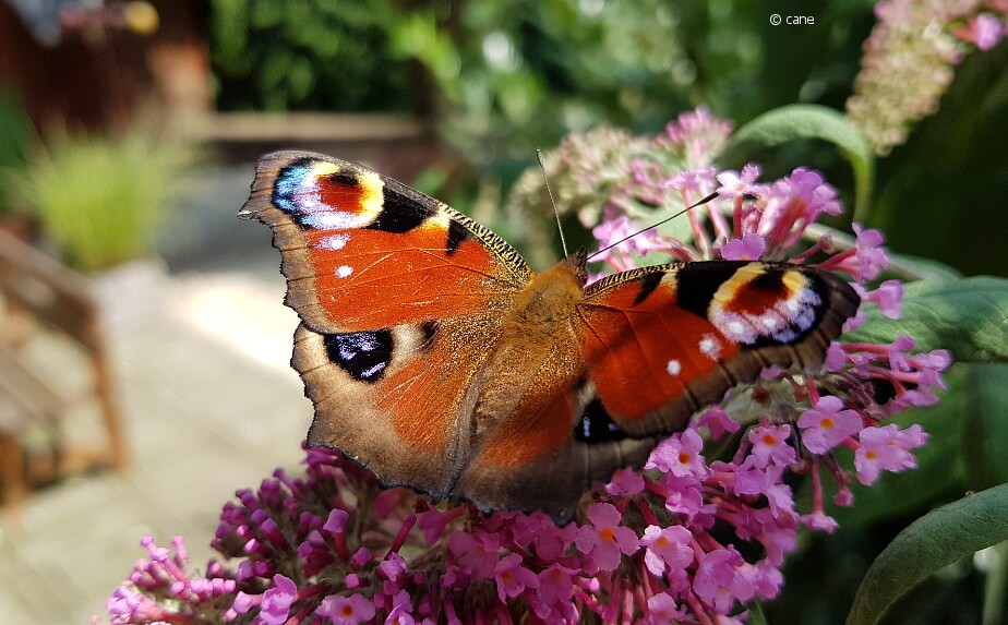 Tagpfauenauge auf einem Sommerflieder - Insektensterben