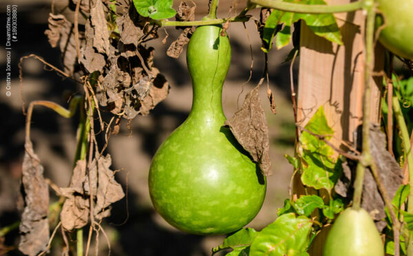Kalebasse: Alles rund um den Flaschenkürbis