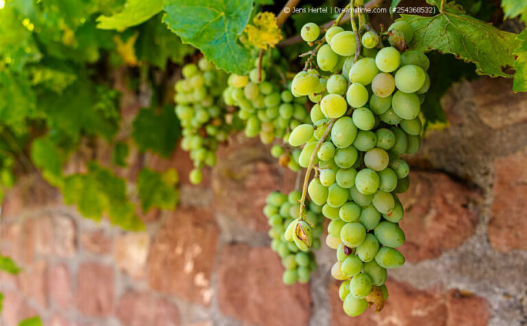 Weinreben auf dem Balkon Pro und Contra für Weinreben im Kübel
