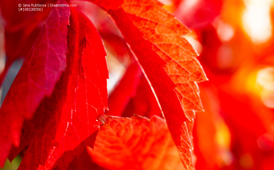 Wilder Wein - leuchtend rotes Laub im Herbst