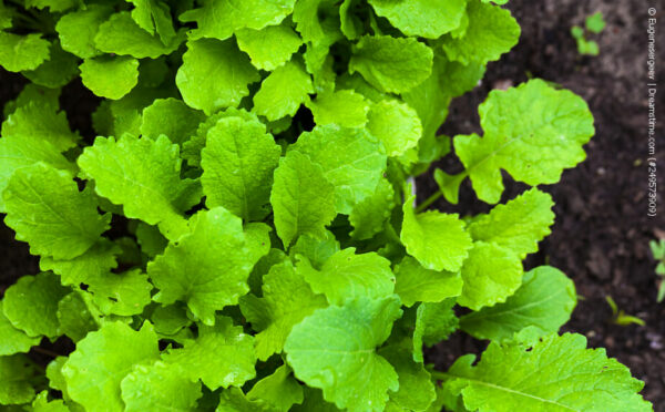 Asia-Salate – leckeres Grünzeug für den Balkon