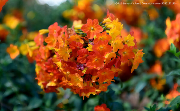 Marmeladenbusch: farbenfrohe Blütenpracht für den Balkon